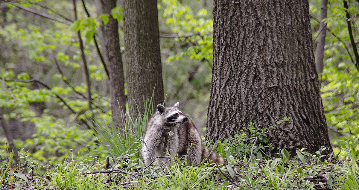 RacooninStPaulWEB_0179