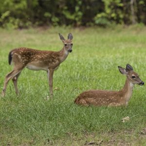 Young Deer 24" x 18" 2446