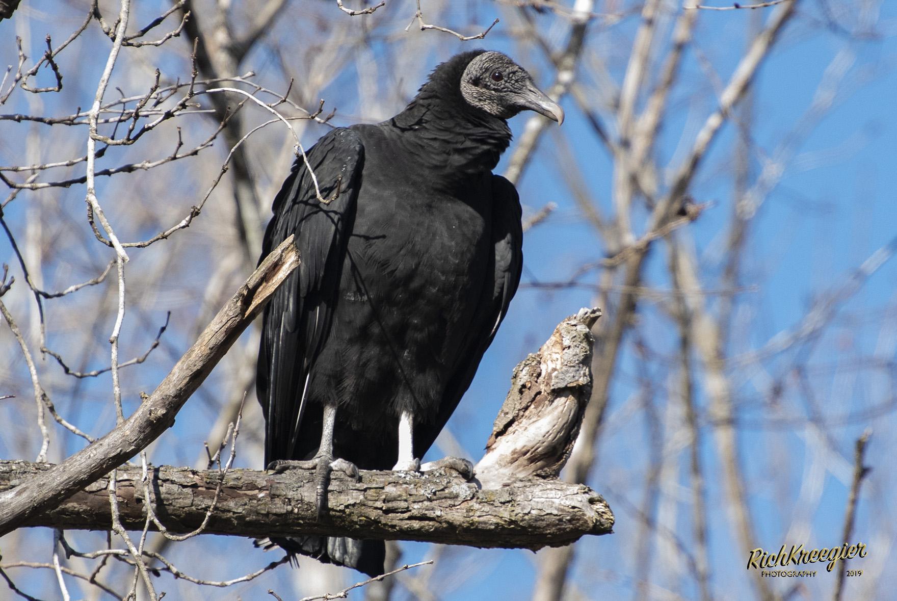 BlackBuzzard1100W_7113