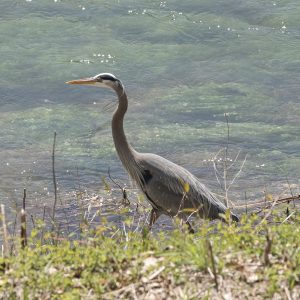 Great Blue Heron 20" x 13" 1654