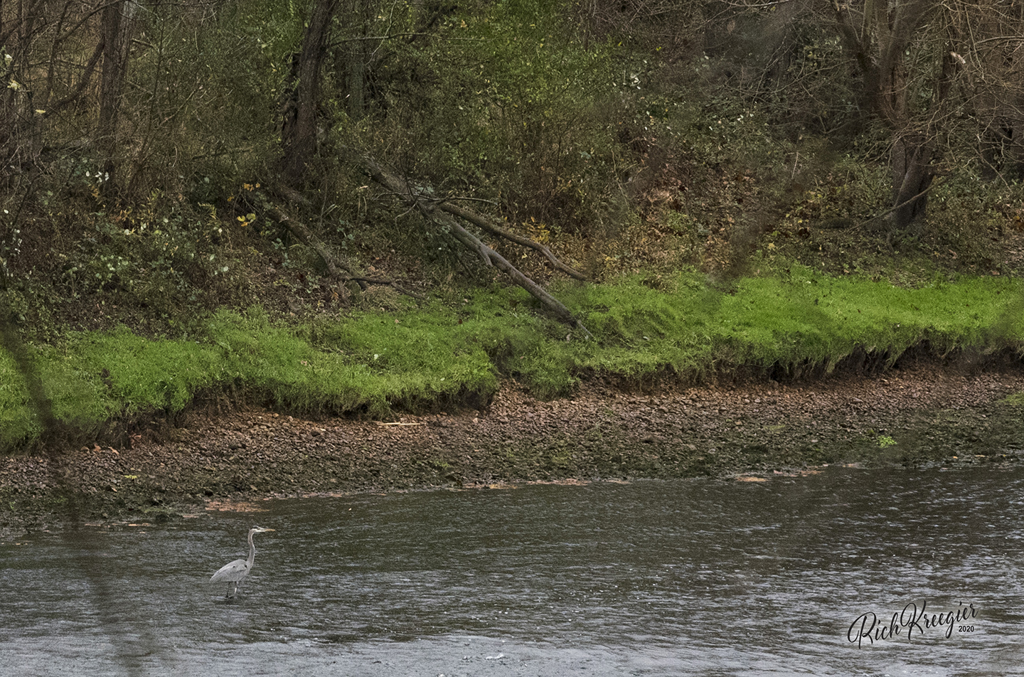 BlueHeronOnTheWhite_1101