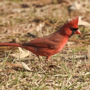 American Cardinal (redbird) 40" x 24" 3337