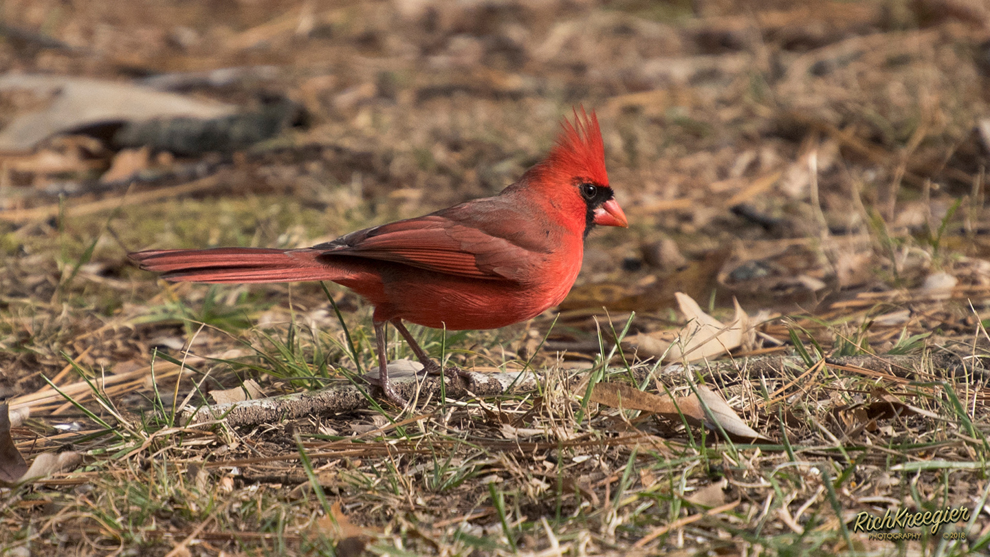 Cardinal Cinema 3337