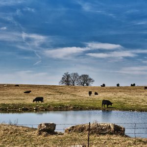 Arkansas Cattle Ranch 20" x 13"  7664