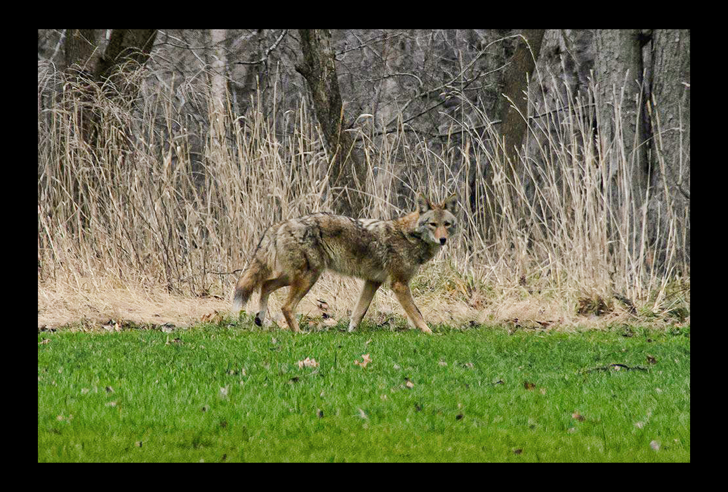 Coyote1