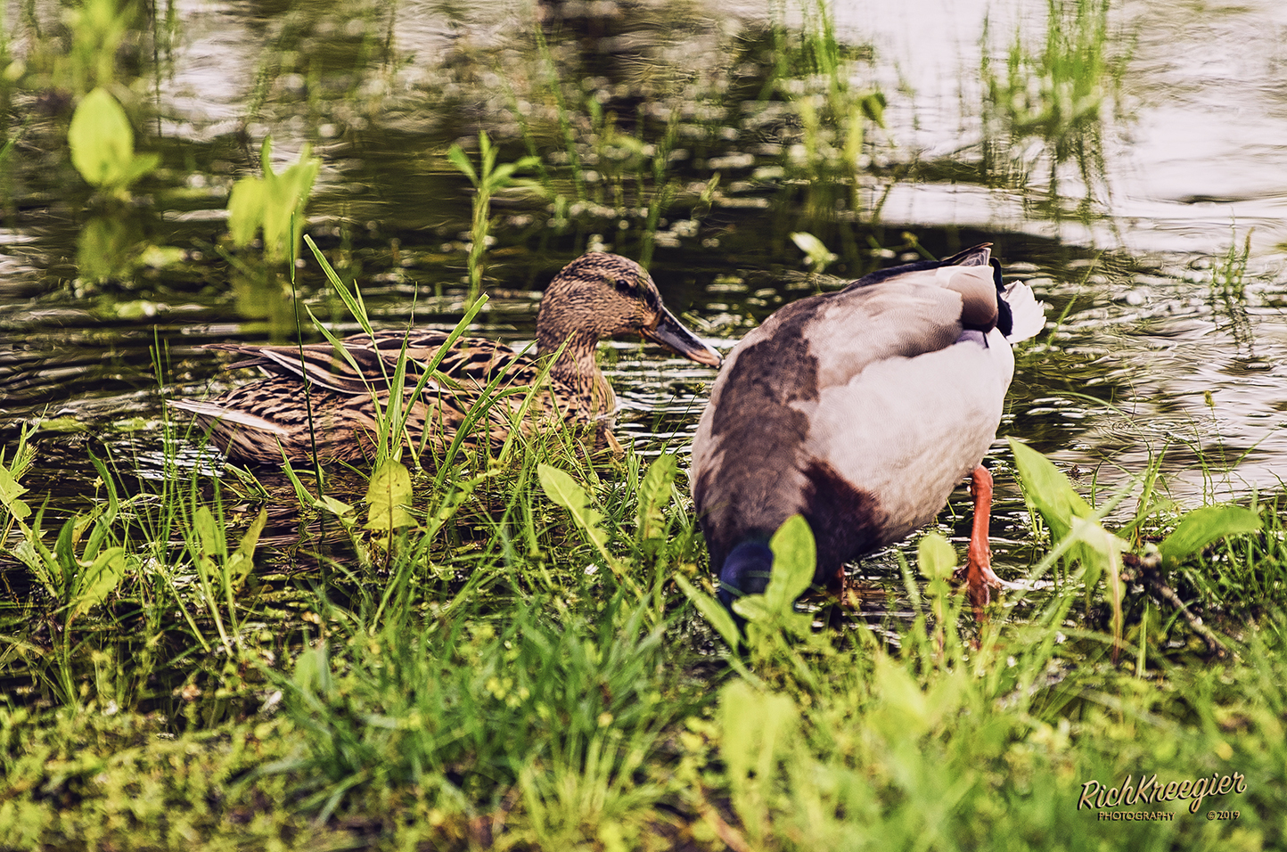 DucksInBransonPSW_5335