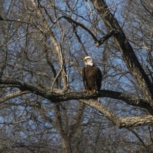 Bald Eagle Perched 20" x 13" 0572
