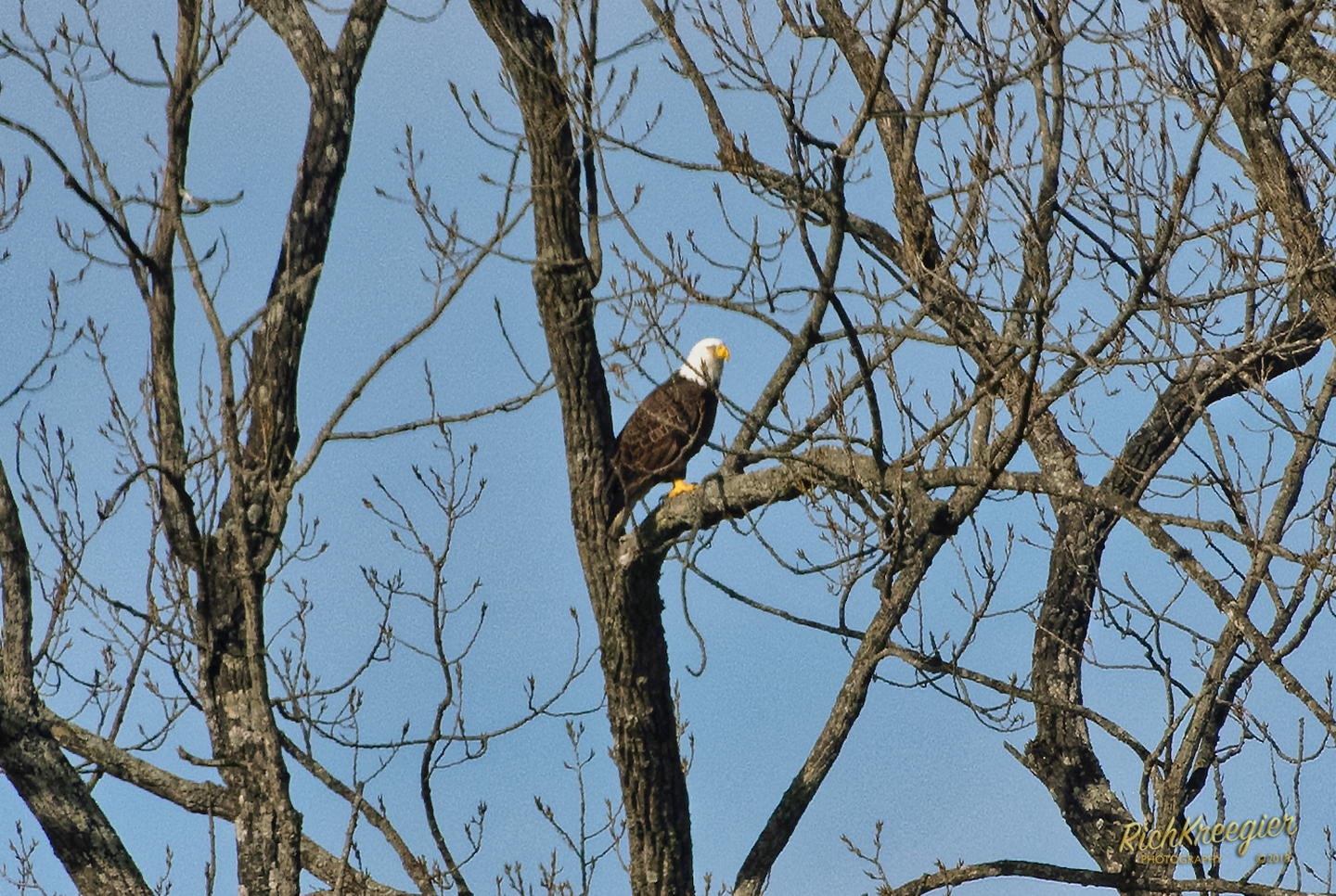 EaglePerched2_7250