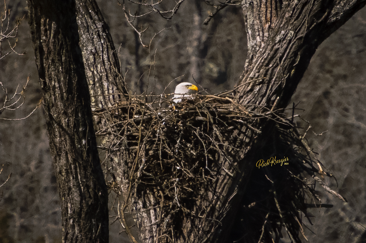 EagleSittinWithCR72_0634