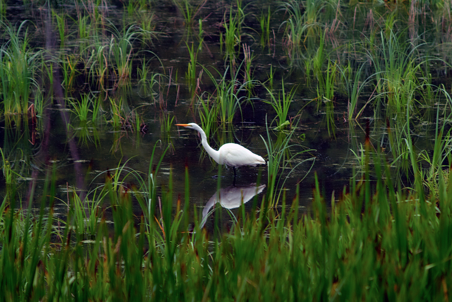 EgretNorthernIllinoisWetlands-1094