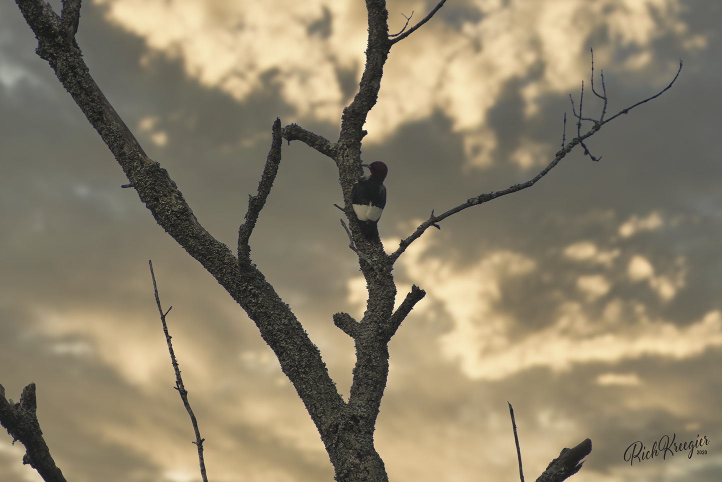 EveningRedHeadCR72_8488