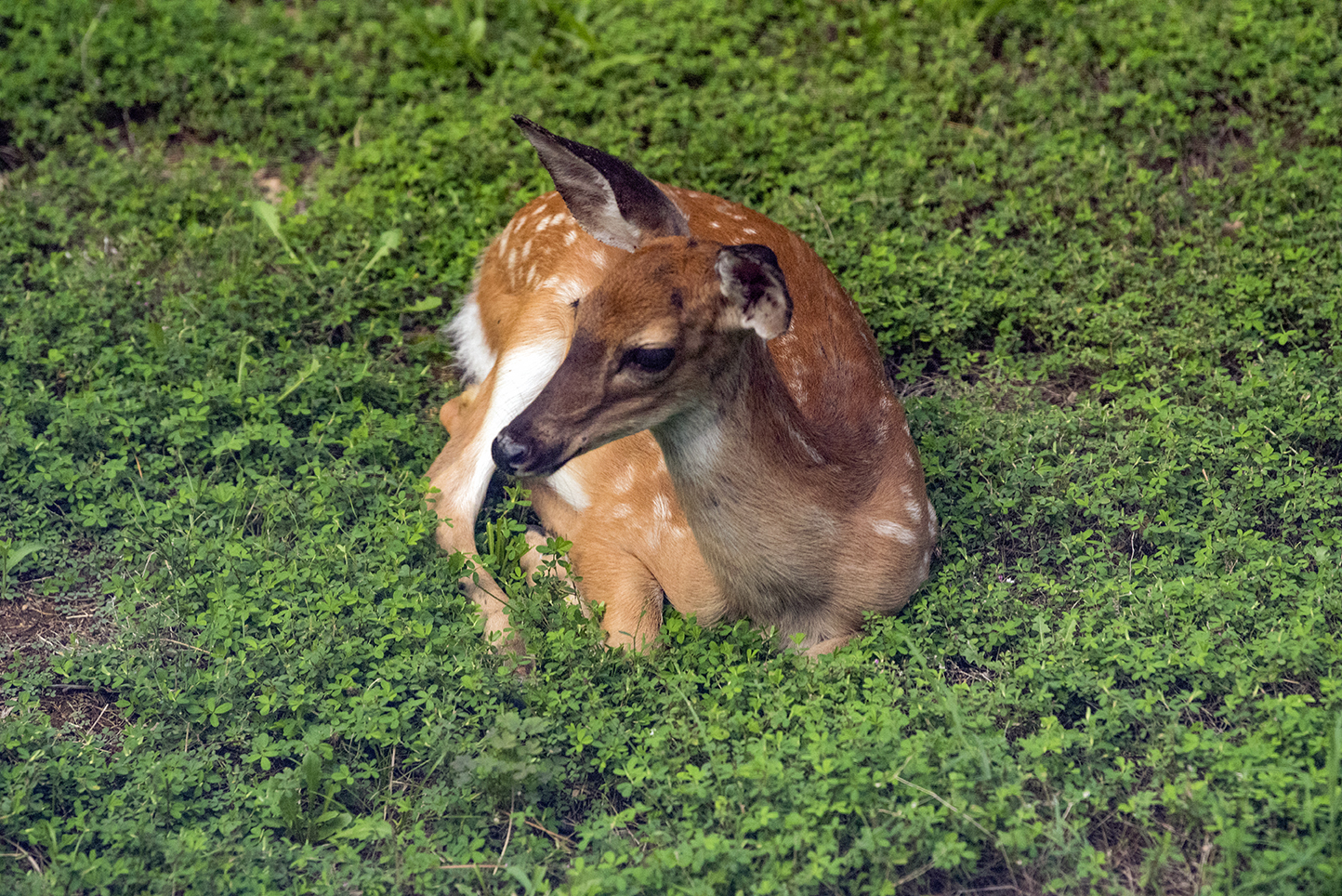 FawninbackyardWEB_2434