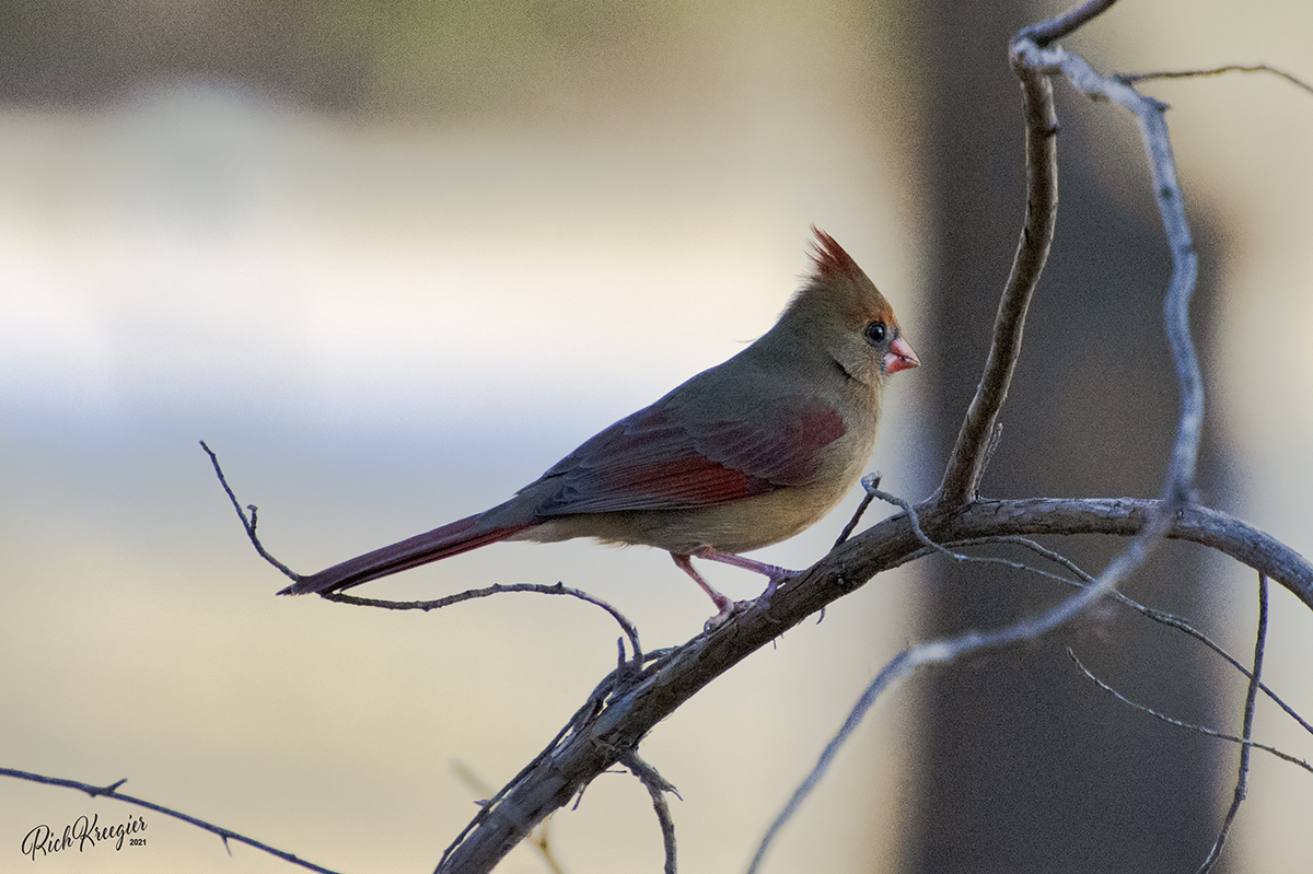 FemaleCardinalCR72_0357