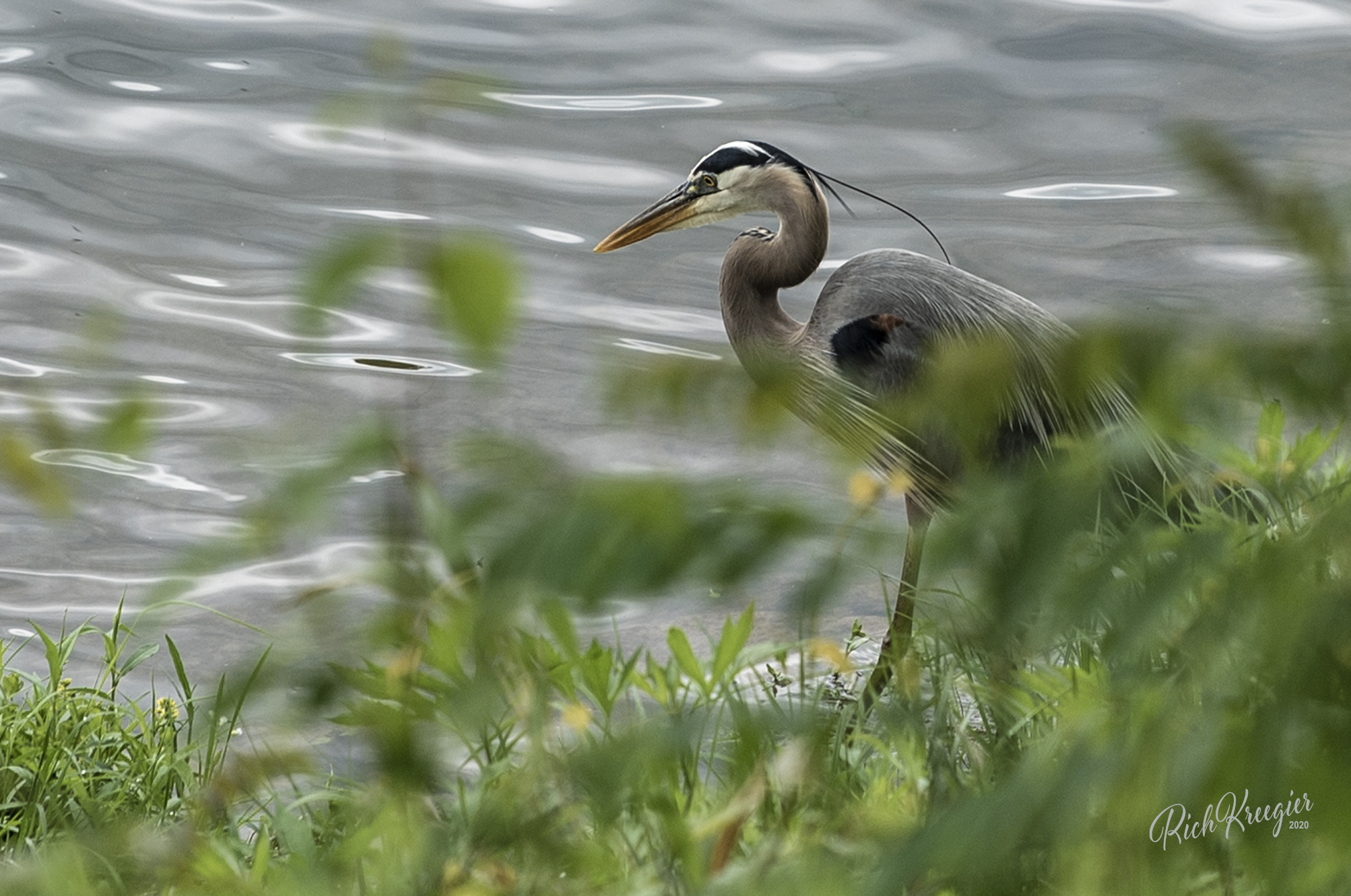 GreatBlueHeron_5289