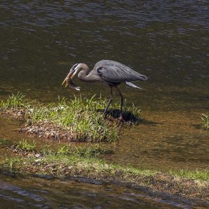 Great Blue Heron Feeding on a Trout 20" x 13" 5031