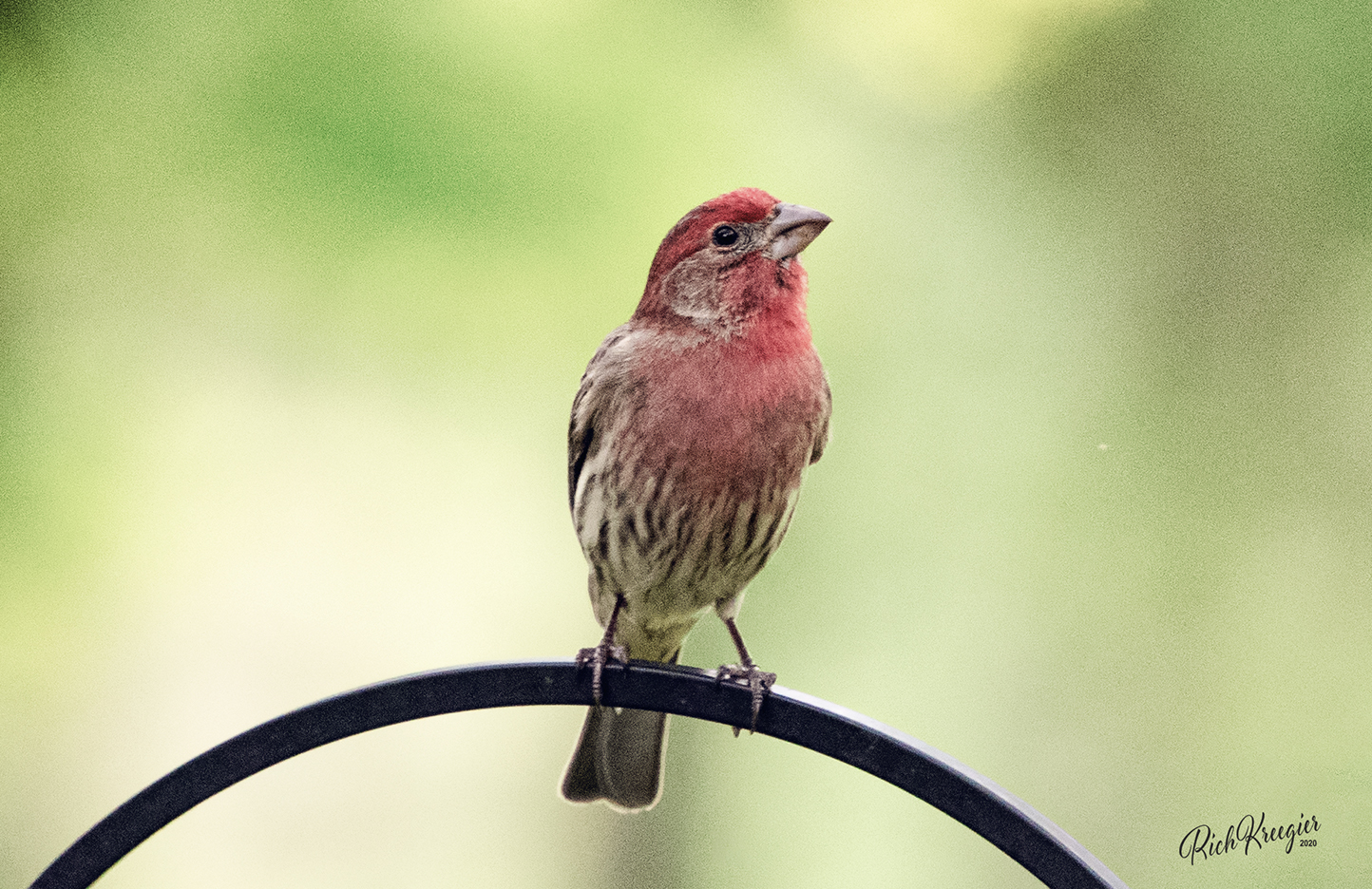 MaleHouseFinchcr100_8240