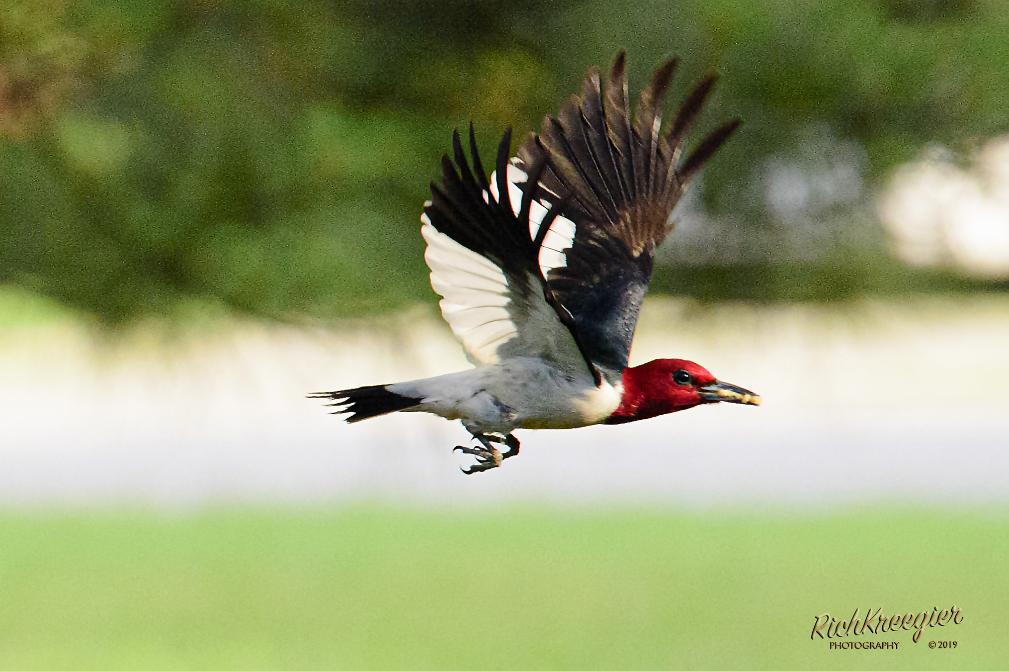 RedHeadOnthewing100_5685