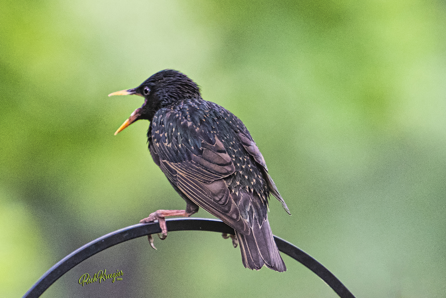 Starling72_8910