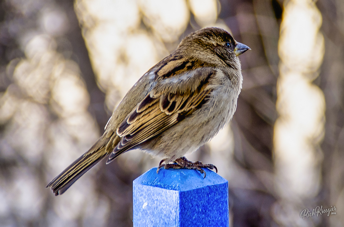 SuperDawgSparrow2CR72_0149