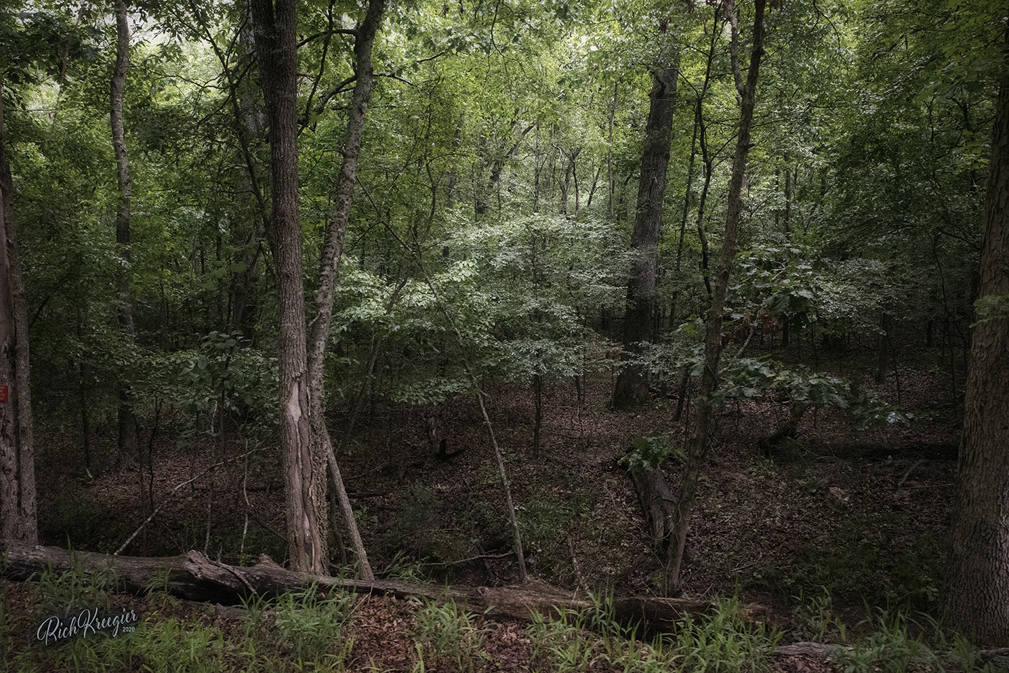 ozarkforest1b72_8519