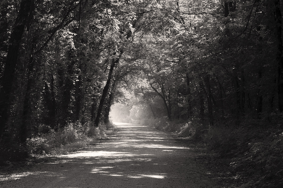 treetunnelmonoRT1WEB_6174