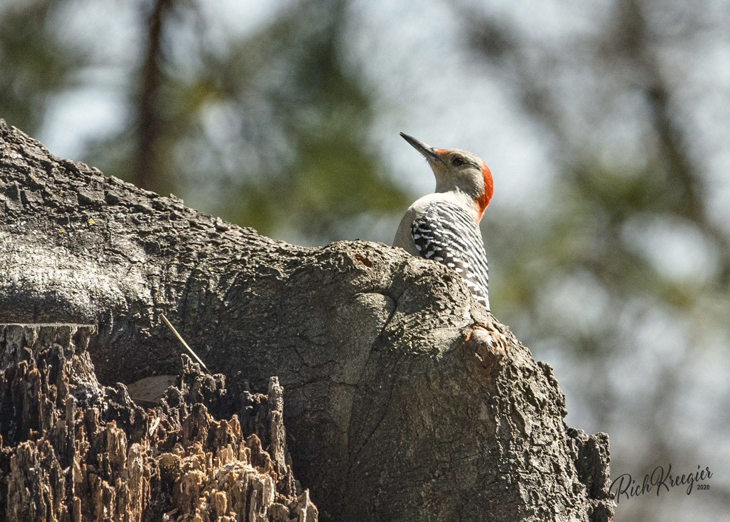 yellowbellieonmytree_1555